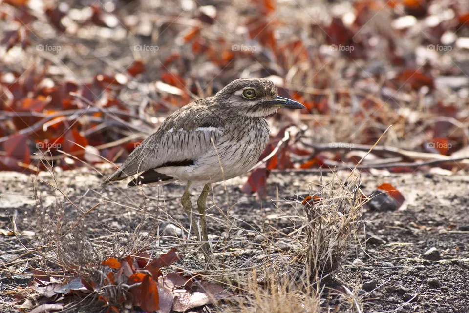 a Thick knee bird blends in nice with his surroundings