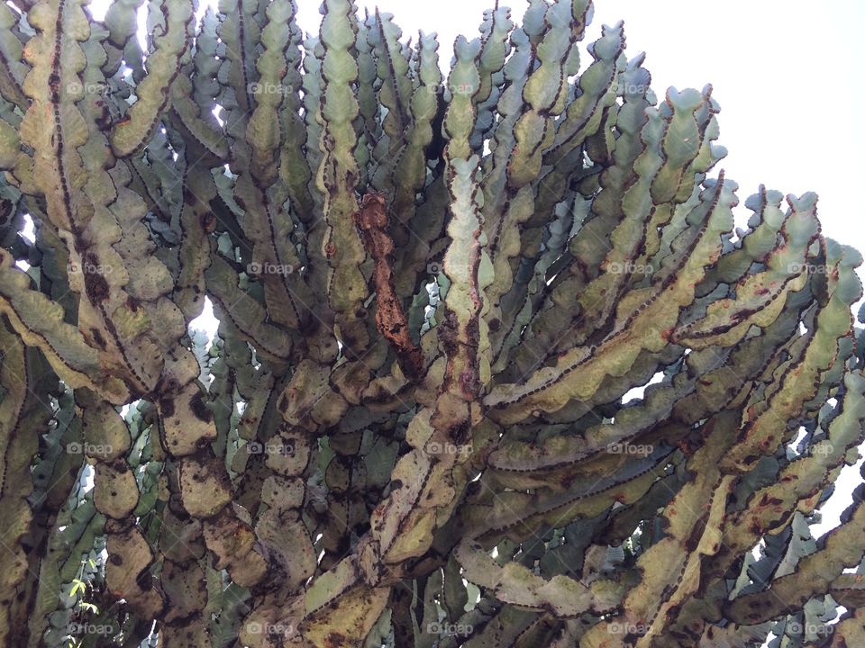 Cactus tree 