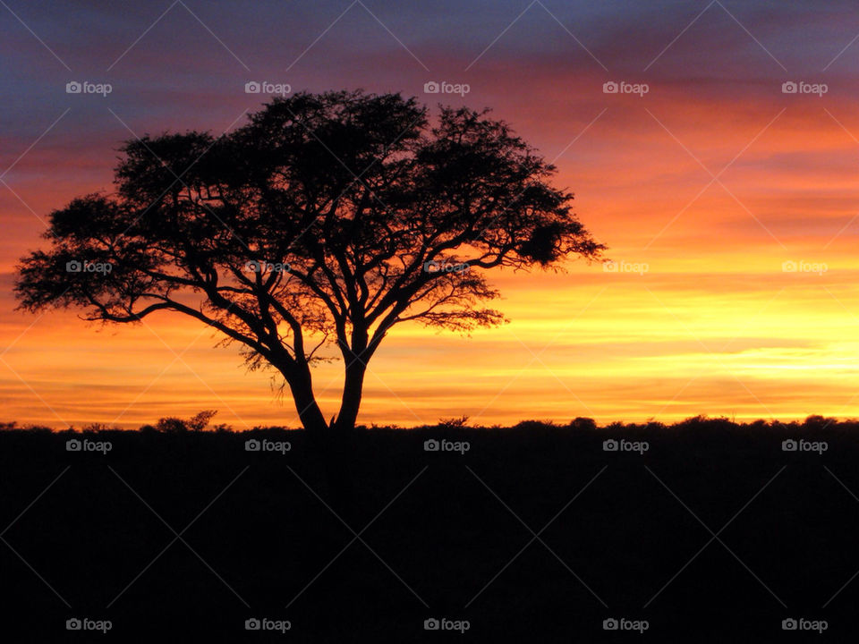 sunset botswana kalahari acasia by heartmate