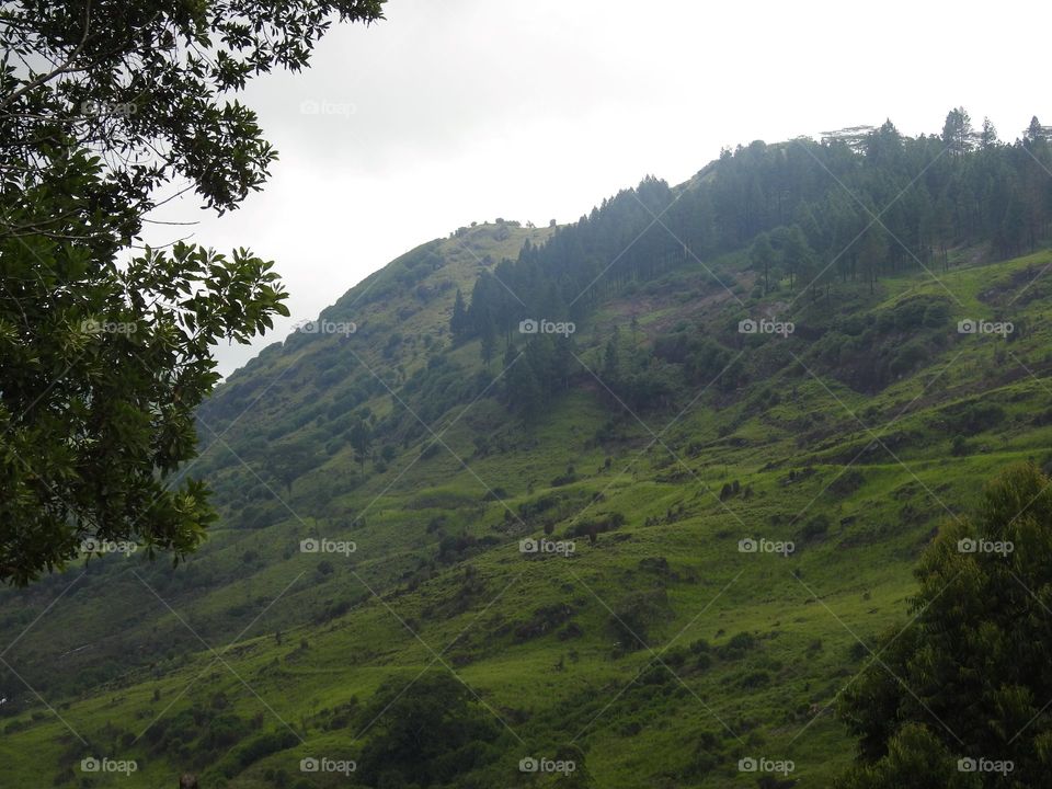 Beautiful mountain covered by greenery