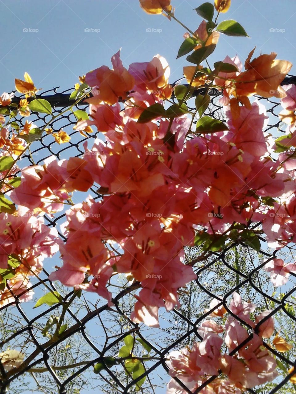 Flowers, chain length fence and blue sky.