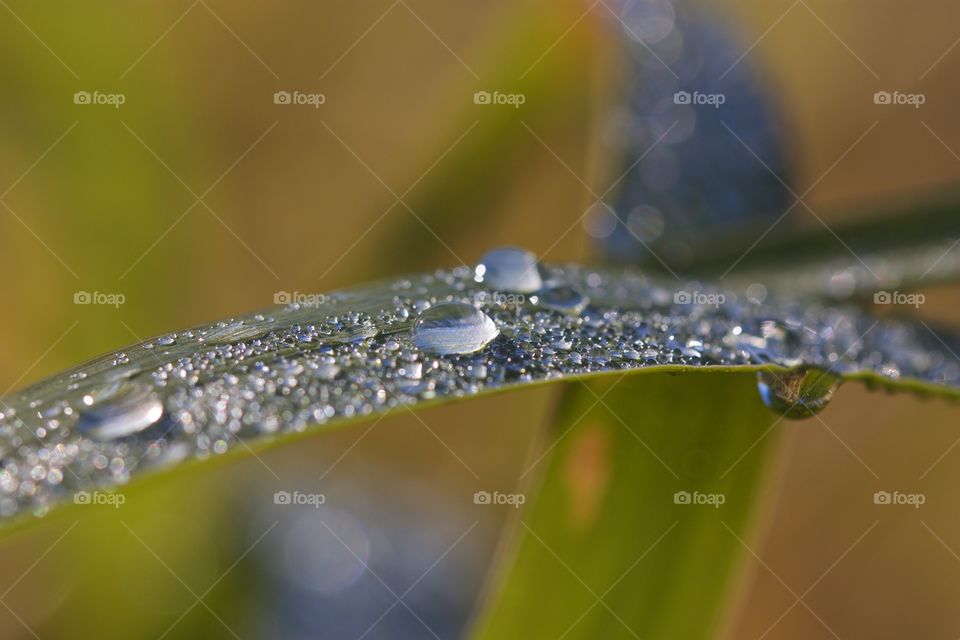 Water drops on leaves