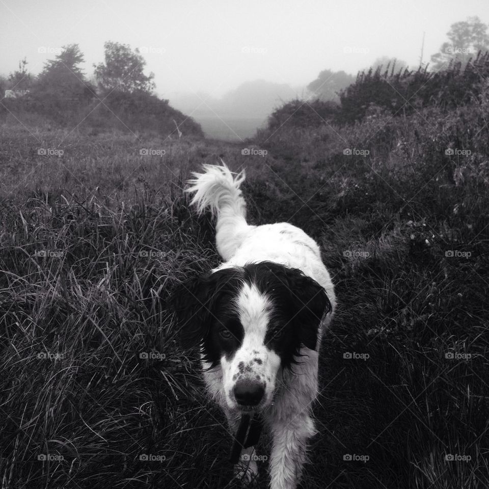 A Misty Somerset