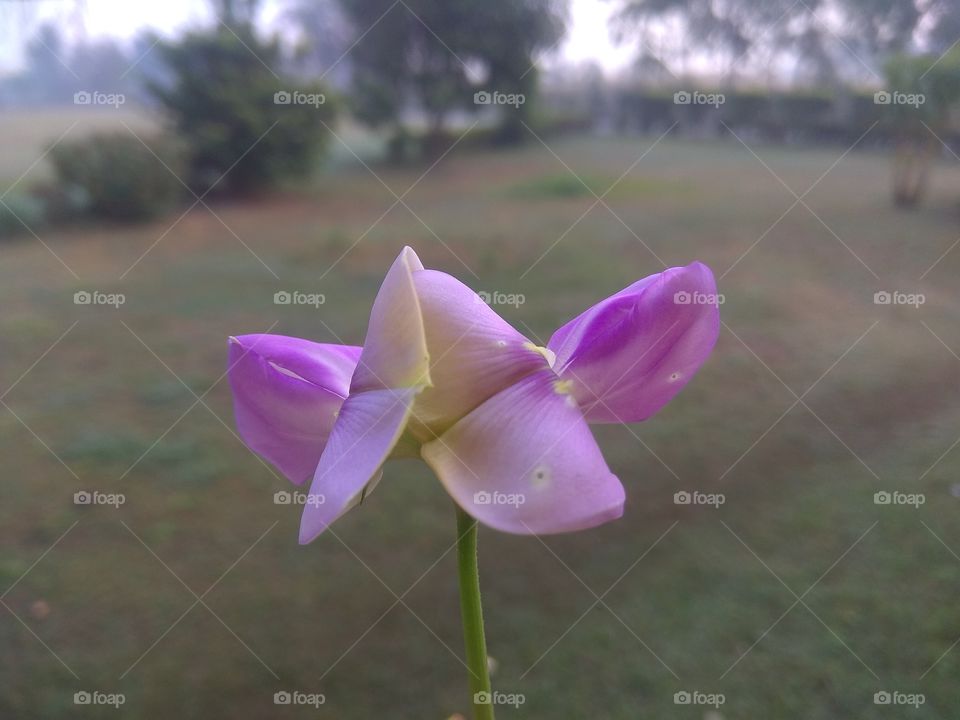 Nature, Flower, No Person, Summer, Flora