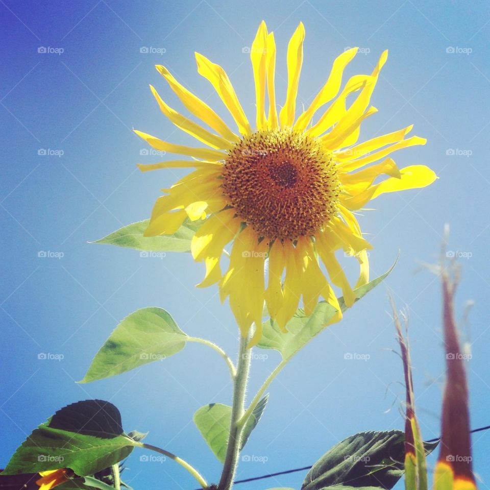 Sunflower 