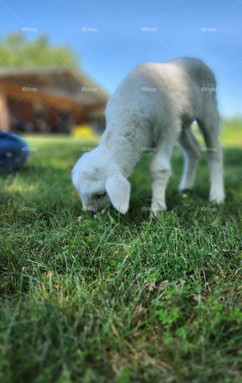 Newborn Lamb