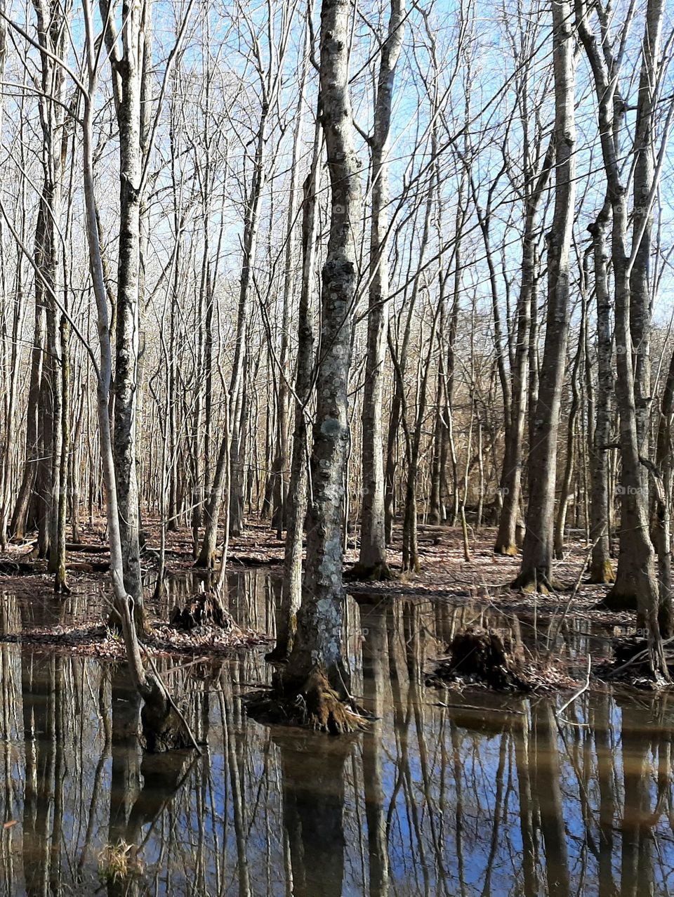 Trees without 🍃 🍂