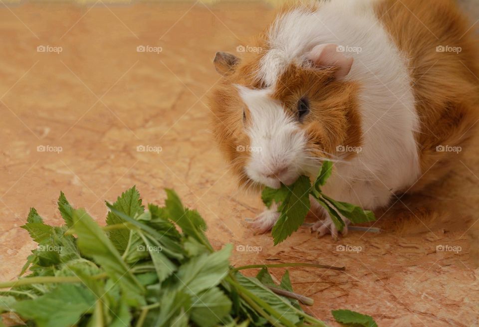 guinea pig eating green leaves beautiful portrait