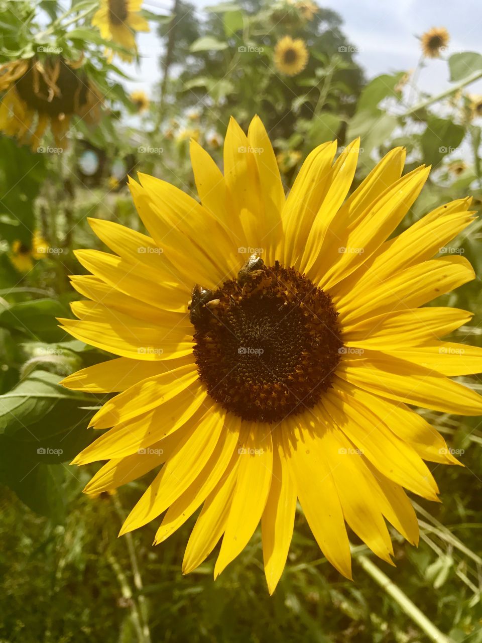 Sunflowers with Bumble Bees
