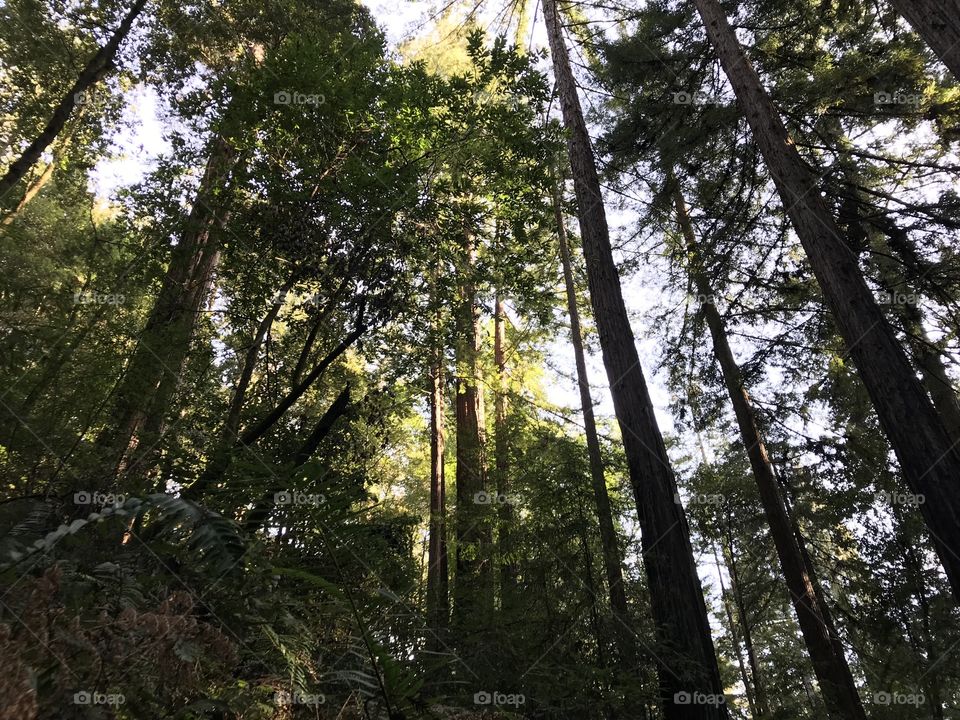 Redwood forest light