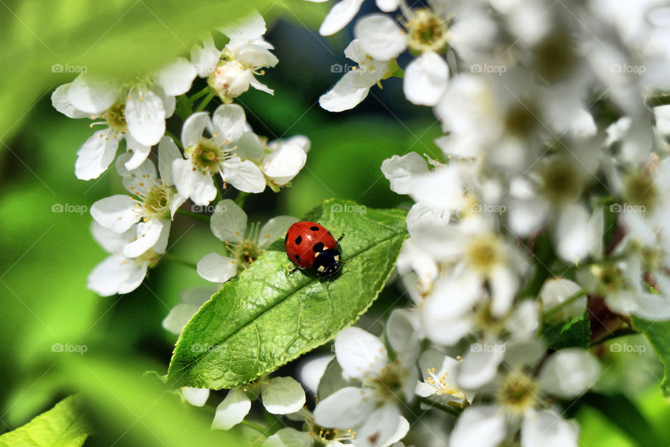 Ladybug on leaf in the flower garden
