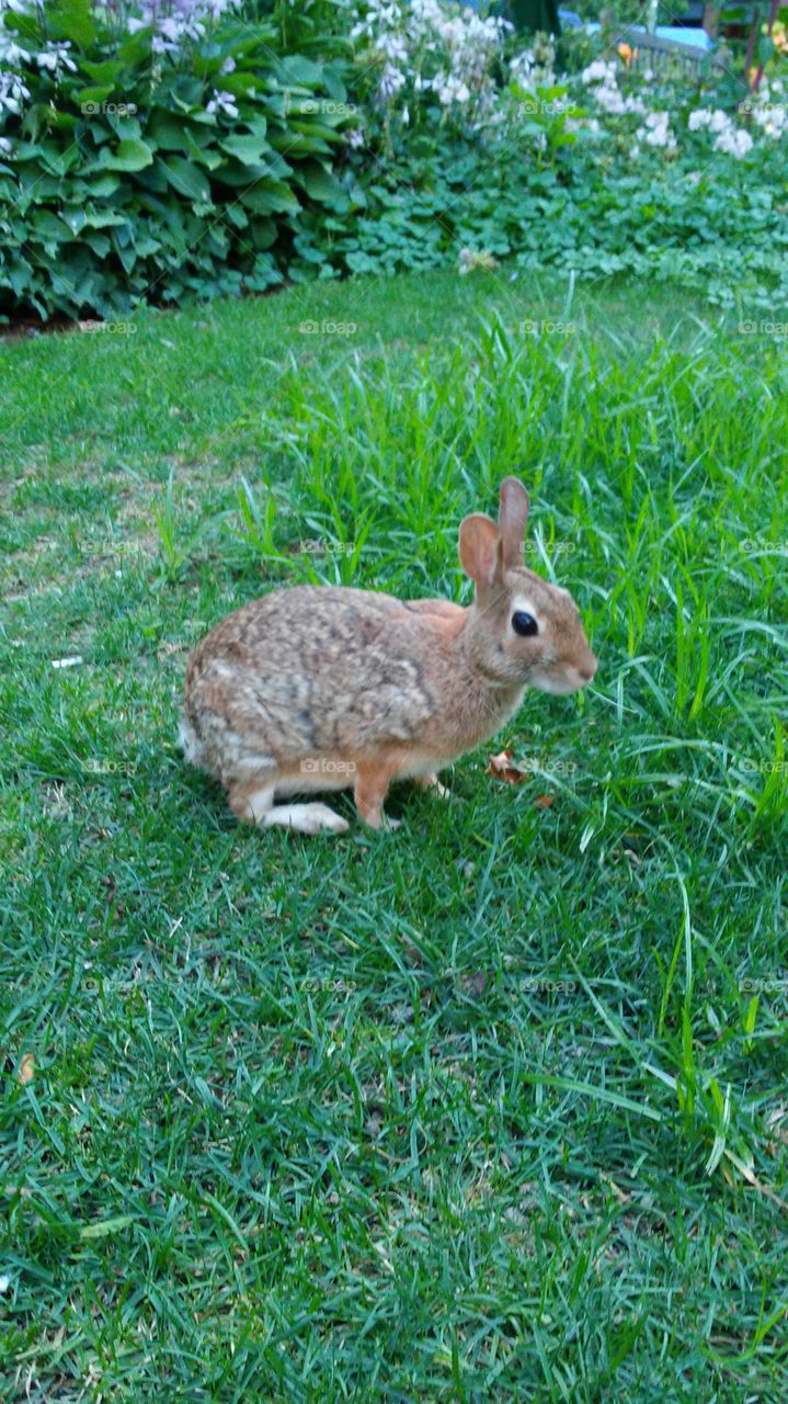 Grass, Rabbit, Lawn, Hayfield, Bunny