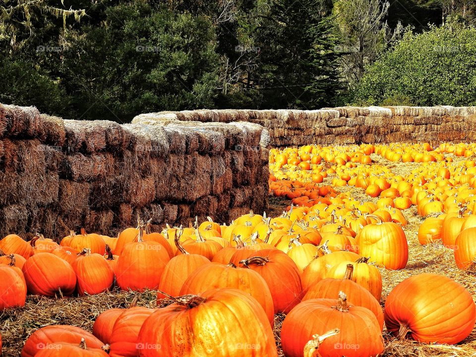Rural pumpkin patch filled with vibrant Autumn color