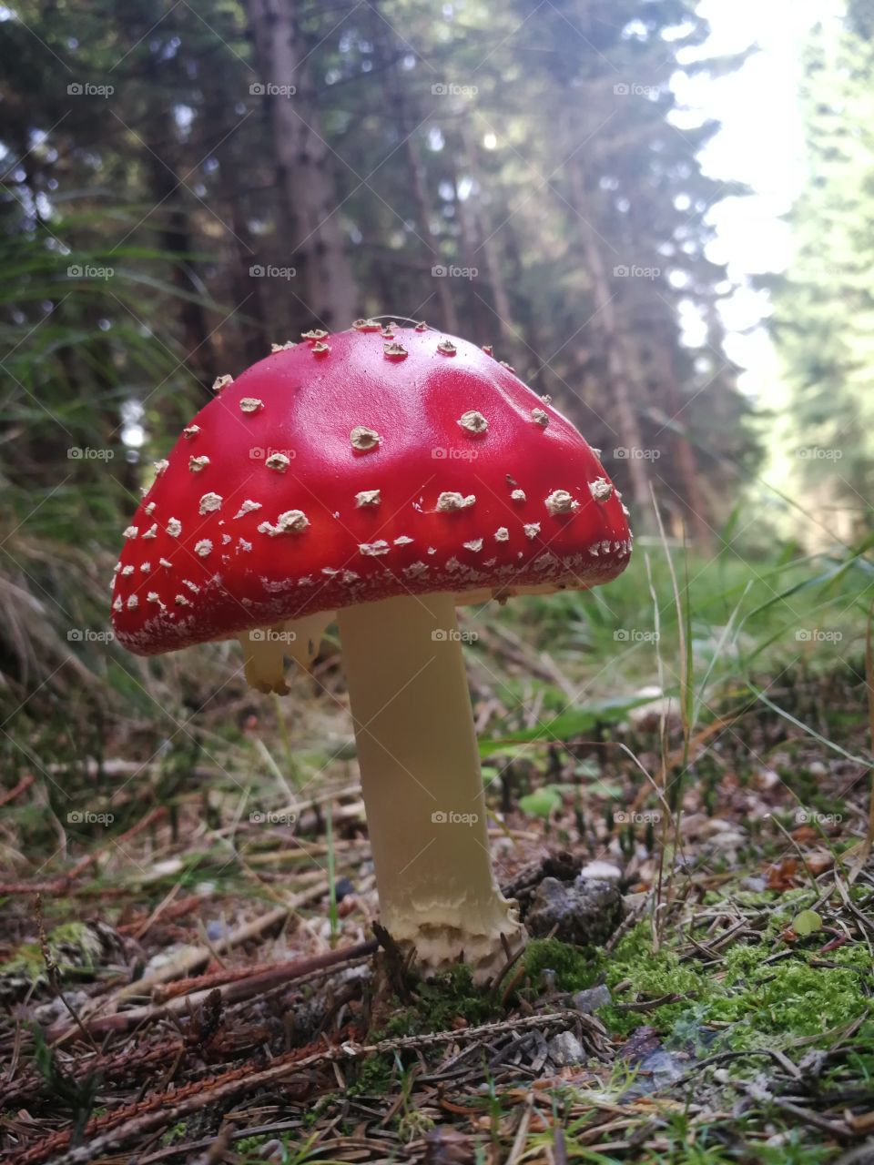 Poisonous toadstool in the mysterious forest