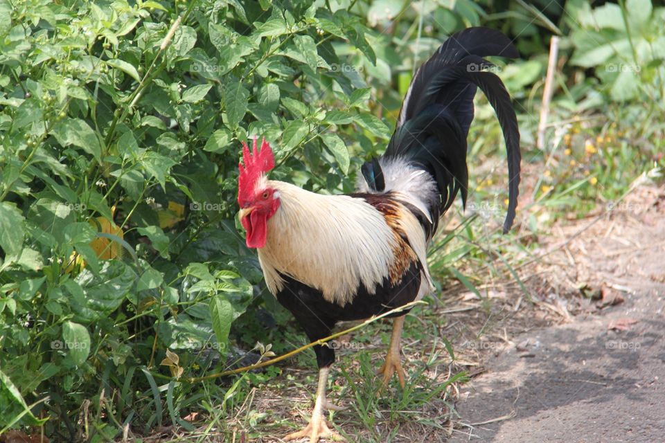 Rooster on the side of the road 