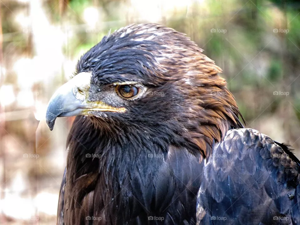 Hawk