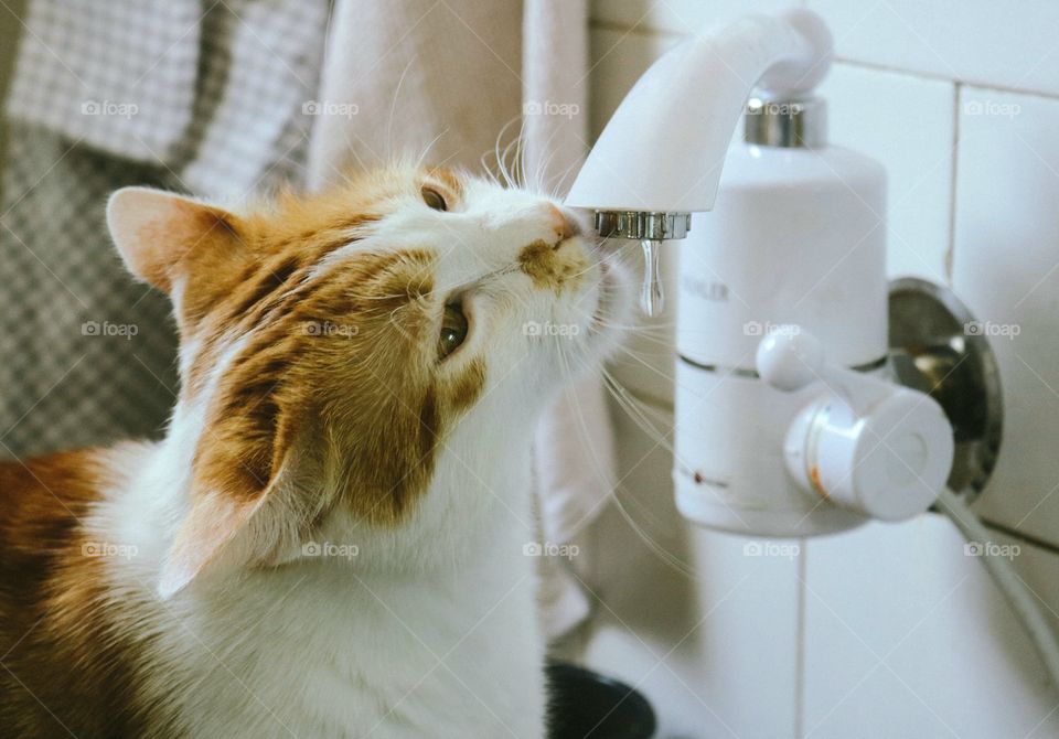 The cat drinks water