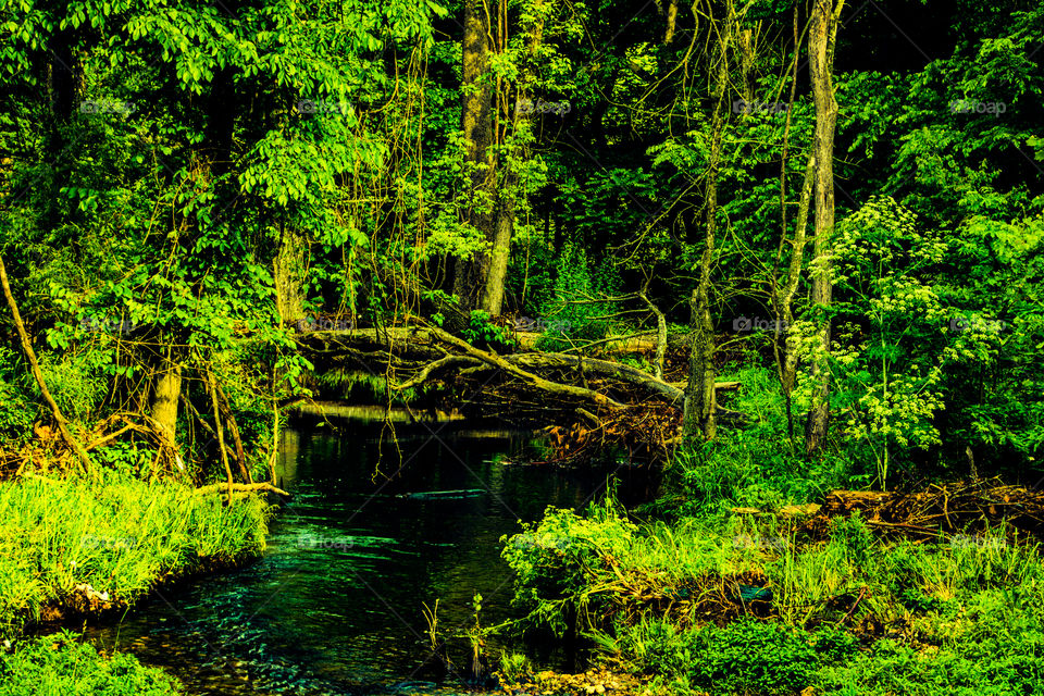 stream in the middle of a forest