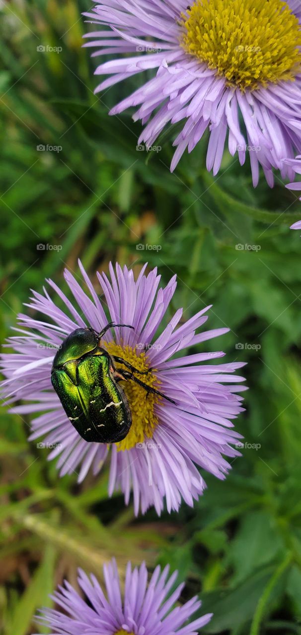 bug on flower