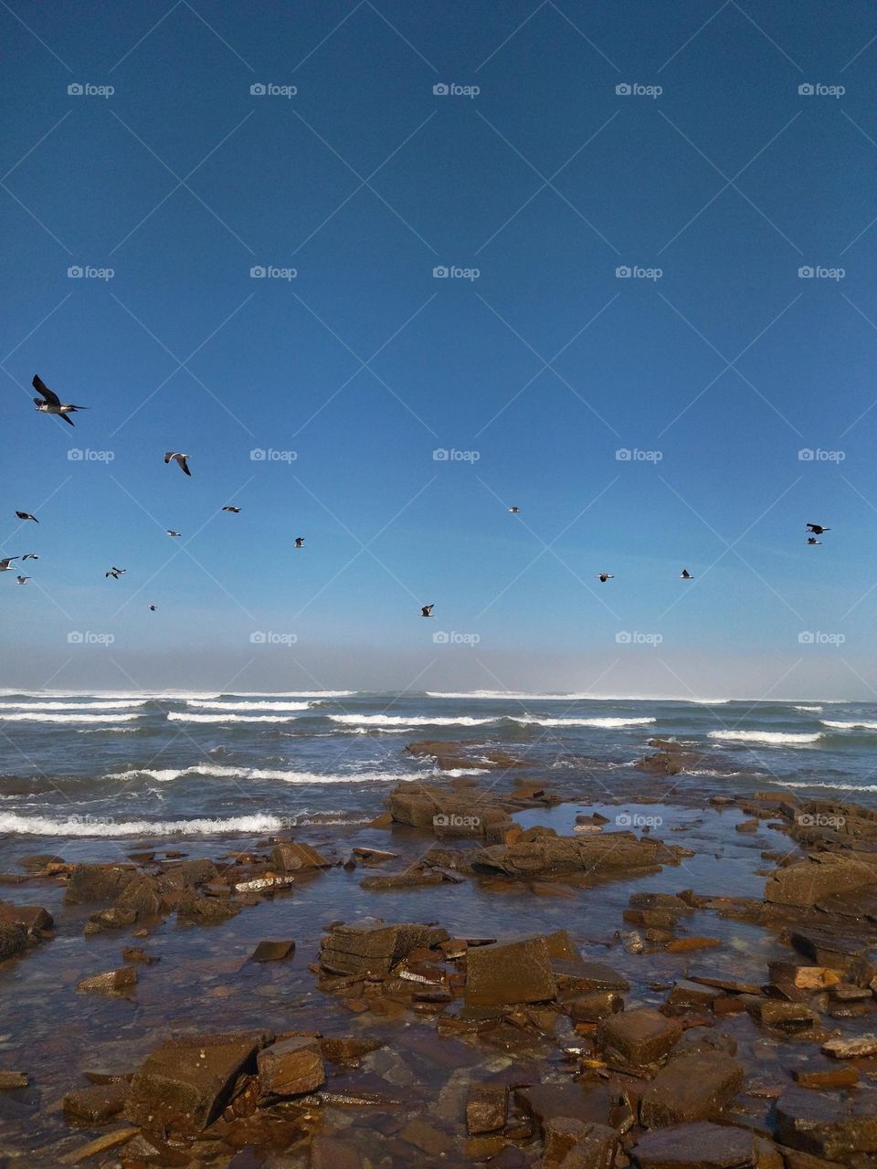 Seagulls and beach rock