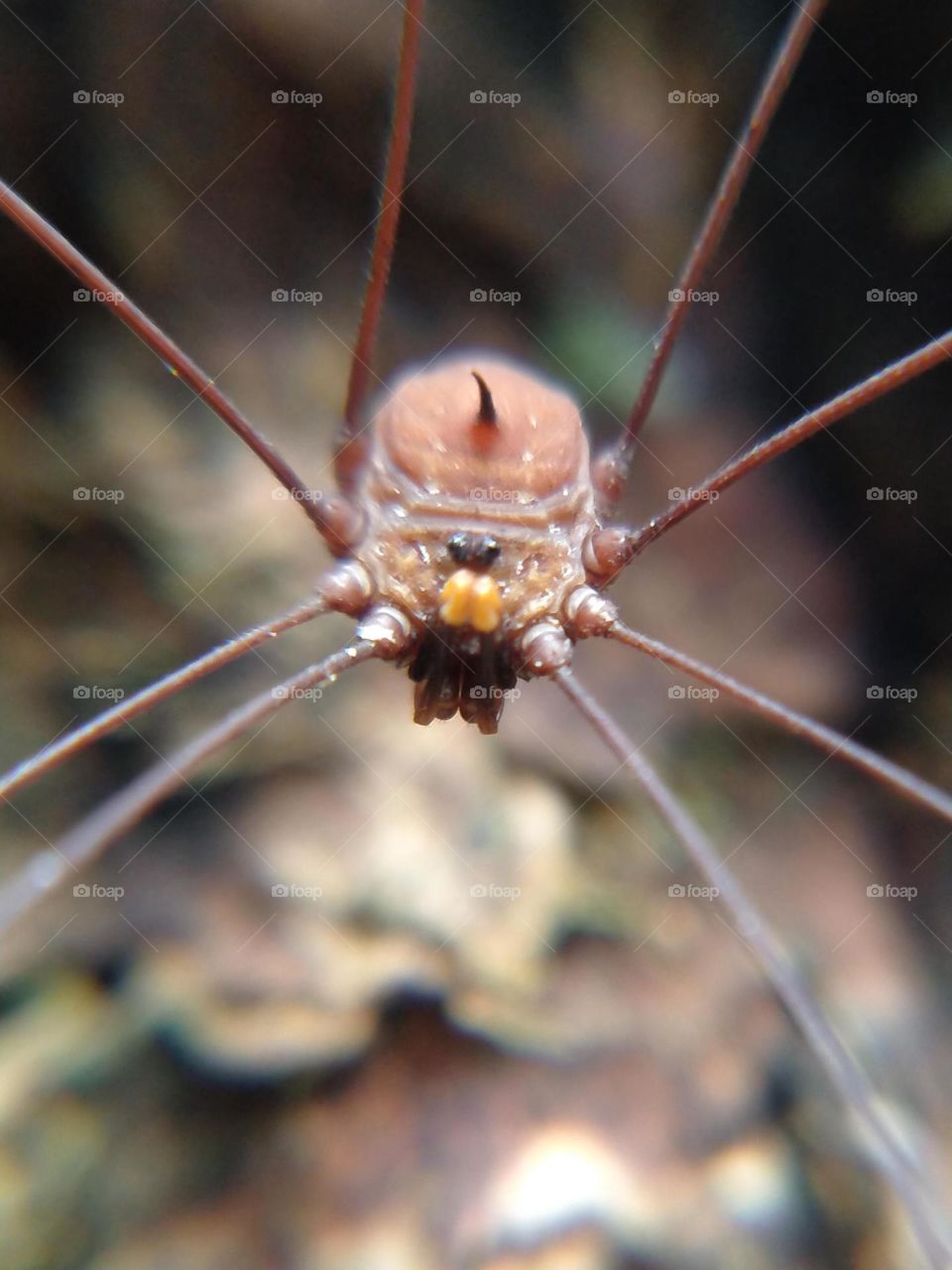 Tree spider, This spider has very long legs reaching 10 times the length of its body, taken on January 10, 2022