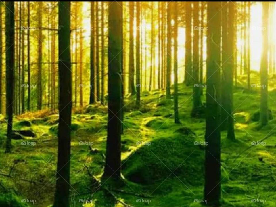 Beautiful forest filled with tall trees and sunrays shining through the trees