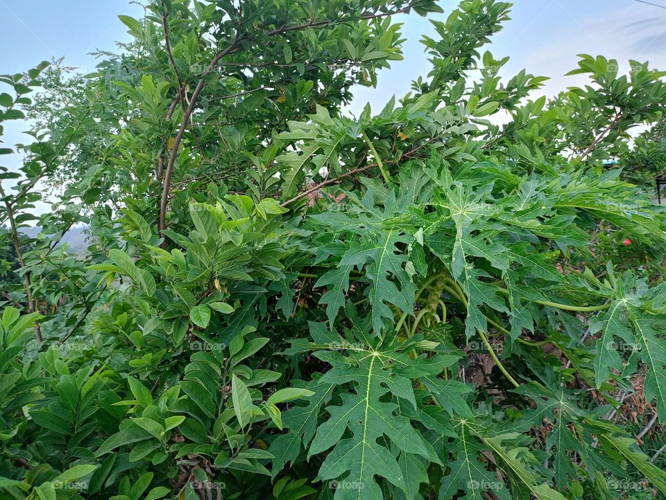 nature is so likes looking so good wow
ye najara toh dekhte rahne ki
chah hai ye Mausam ka tree ki khubsurti
😲 wow beautifull