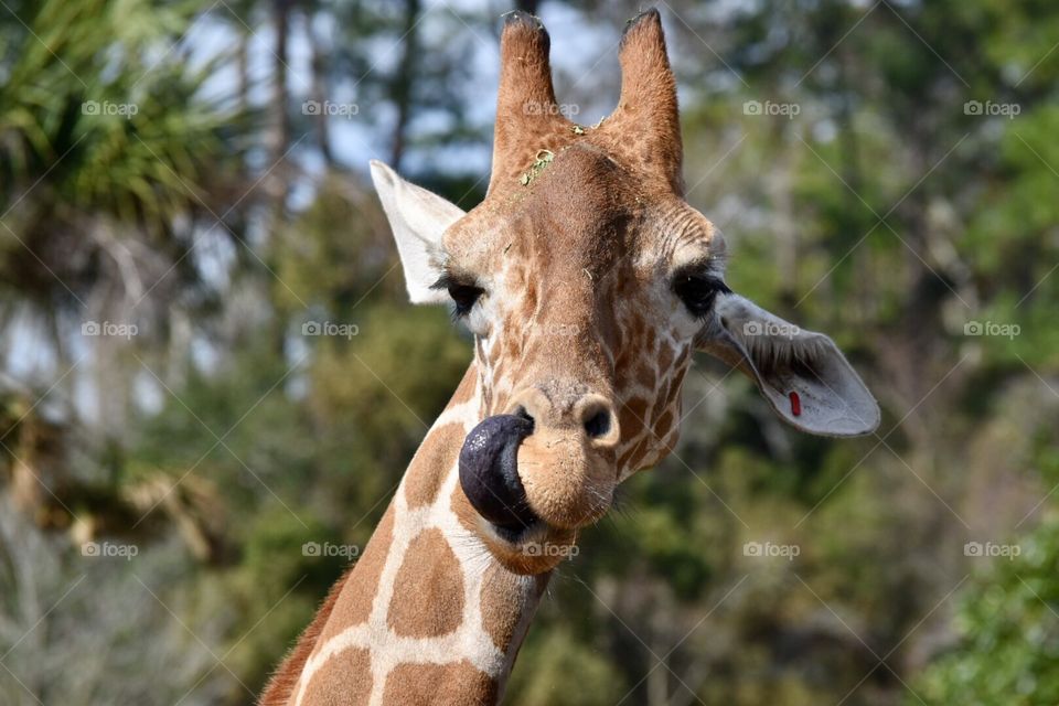 Giraffe 