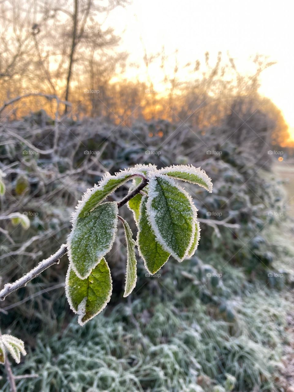 Winter beginnings: icicle on the leaves in the morning