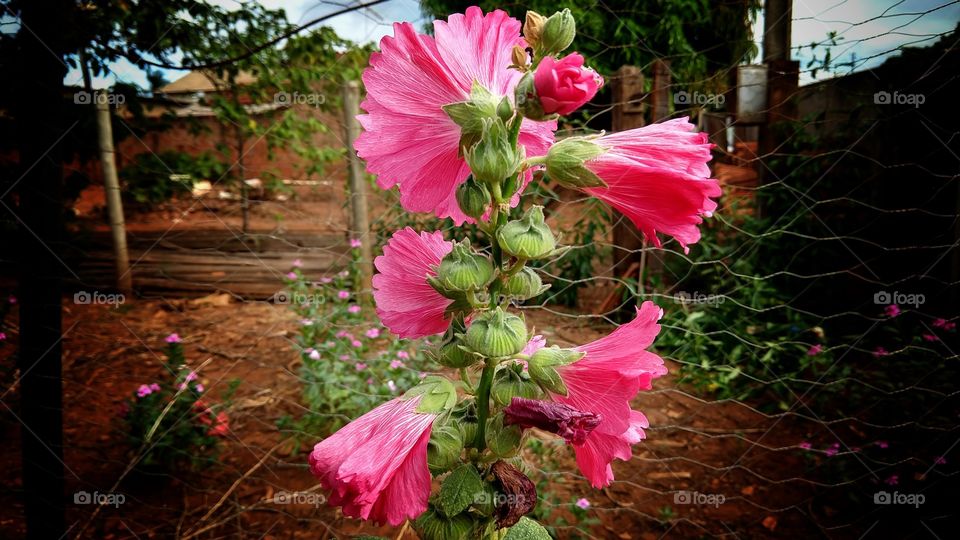 Veja que planta bonita que tem uma luz própria como pétalas sublimes singelas cheirosas amáveis em um quintal muito singelo muito simples veja que botões bonitos tudo nela é perfeito.