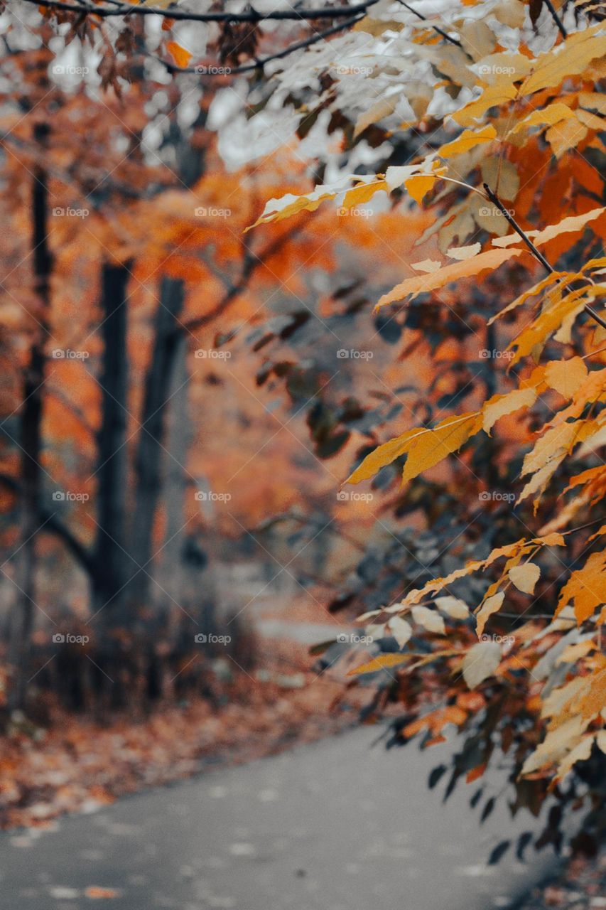 orange color leaves from my nature walk