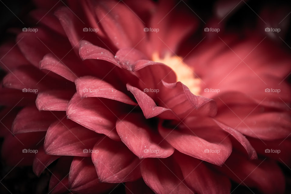 Red Flower Dahlia
