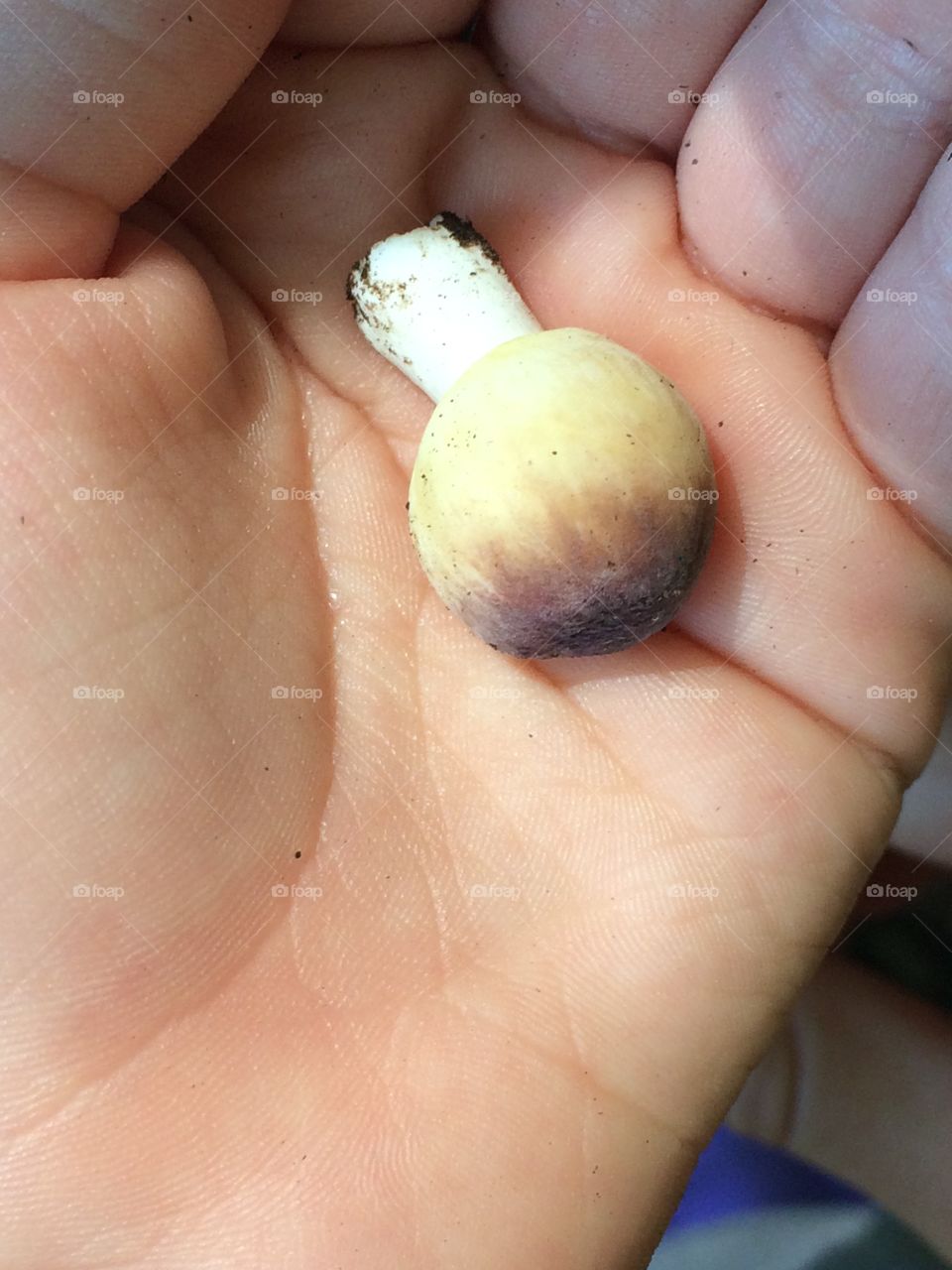Tiny mushroom, tiny hand