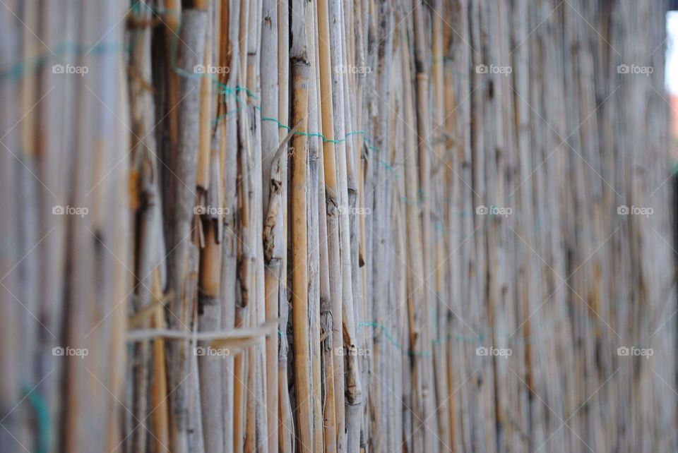 Schilf Bambus