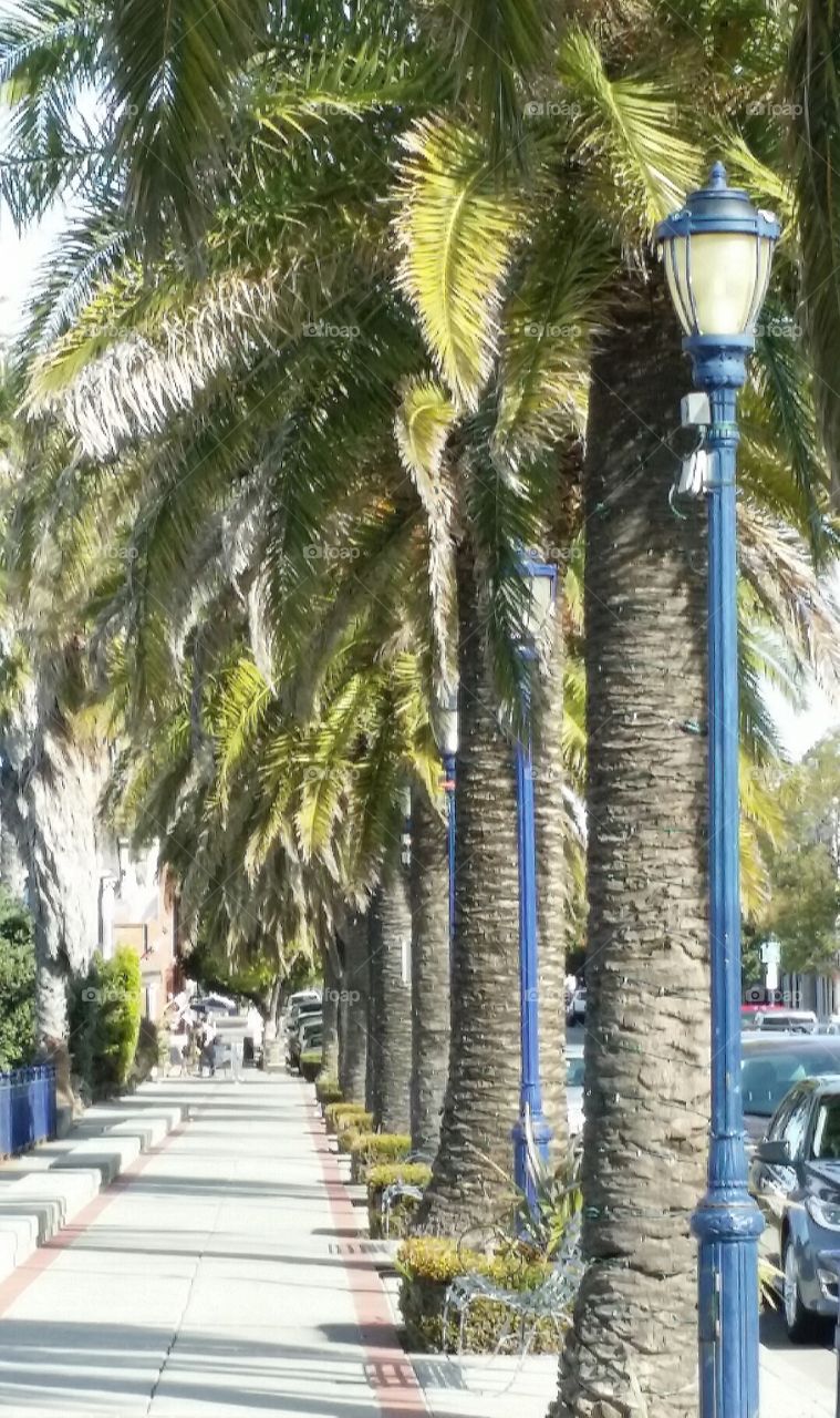 Benicia, CA Sidewalk View. Enjoying a sunny stroll on one of CA's beautiful city sidewalks