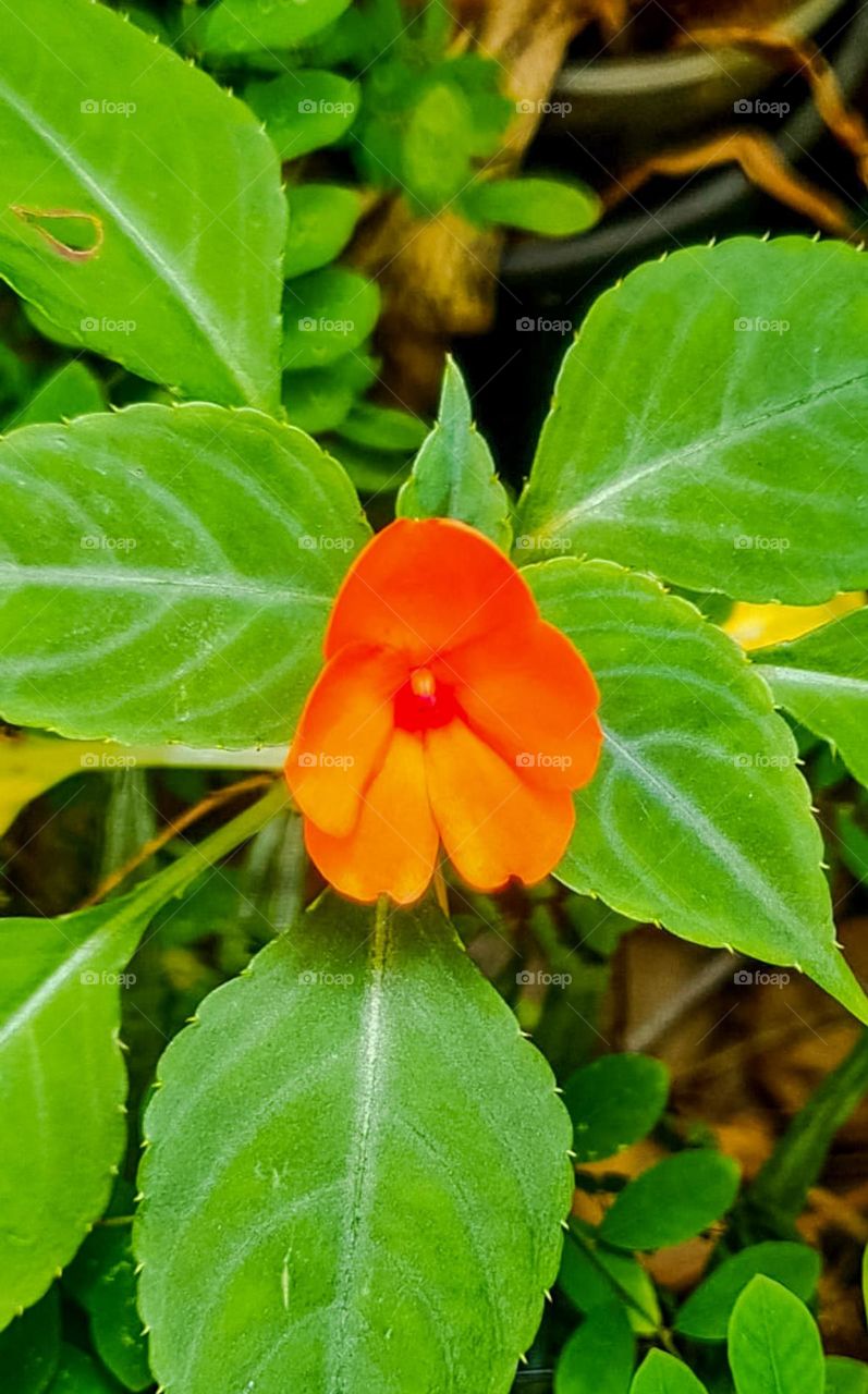 Impatiens walleriana: It is a plant from the balsaminaceae family, also known in Brazil by the names of beijinho, avenca, venca, vinca, beijo-turco, maria-sem-shame and known as “joy-do-lar”, in Portugal.