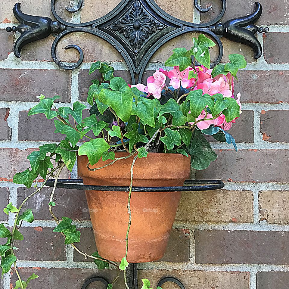 Pink Geraniums in a clay pot hang from the brick wall