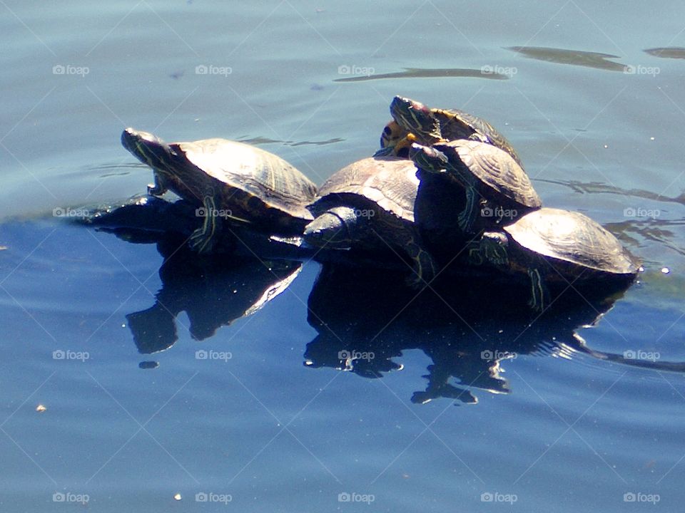 Turtle Central Park NYC