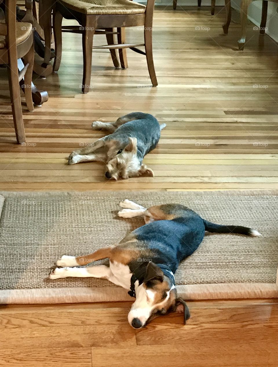 After a walk in the summer heat