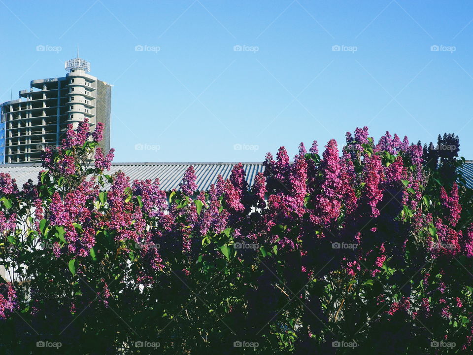 lilac bush