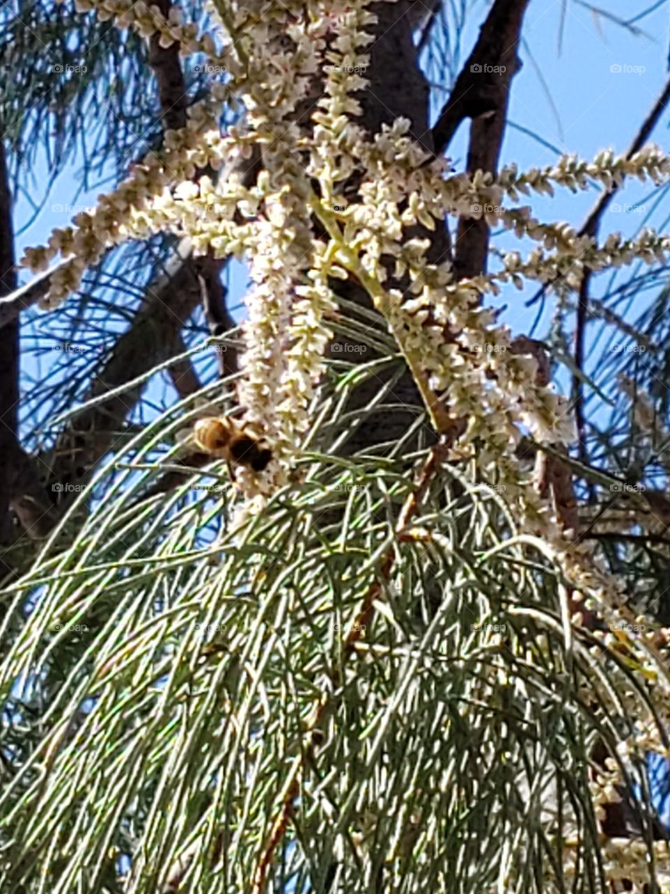 tamarisk with bee