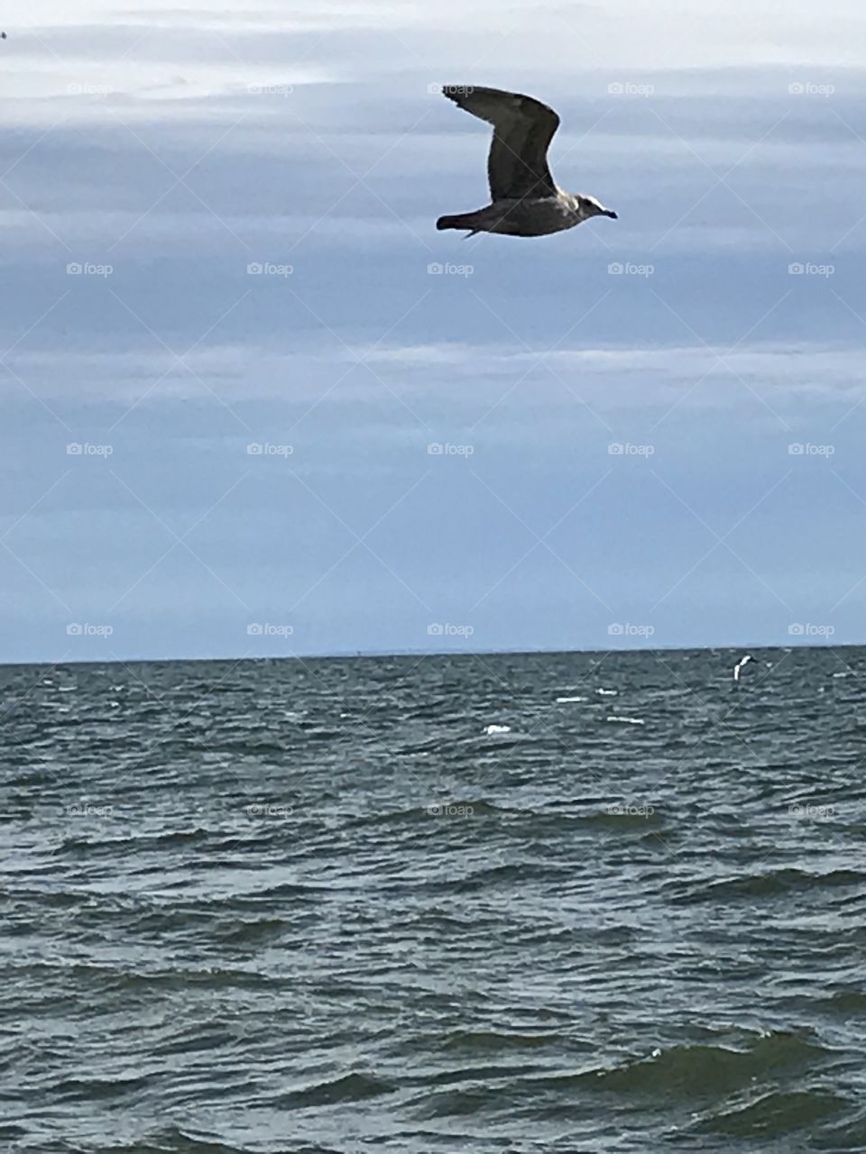 Seagull on a mission to find food 