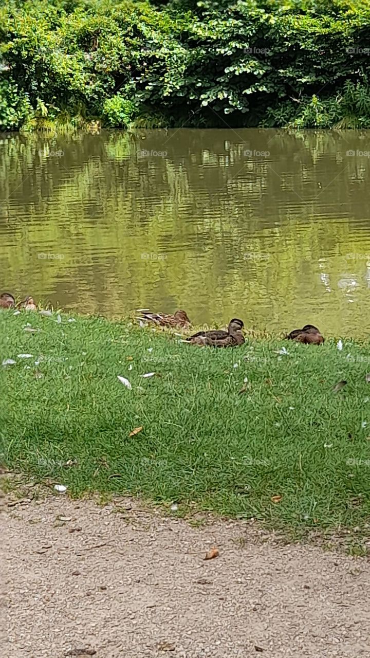 Enten