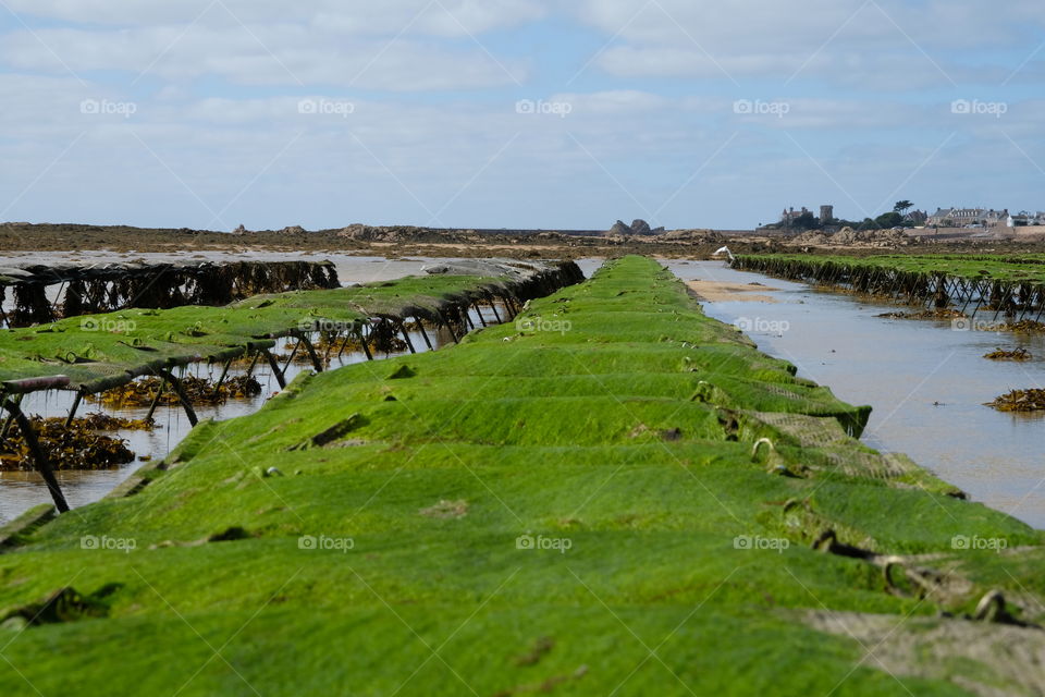 Jersey Oyster Farming, The Oyster Farm, La Rocque, Jersey, Channel Islands, British Isles
