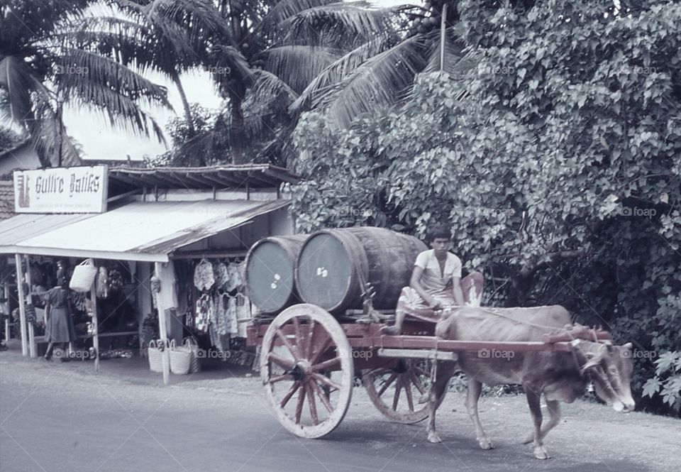 Donkey pulling a cart in the street in Sri Lanka