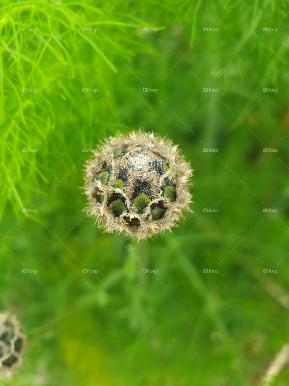 seed ball flower