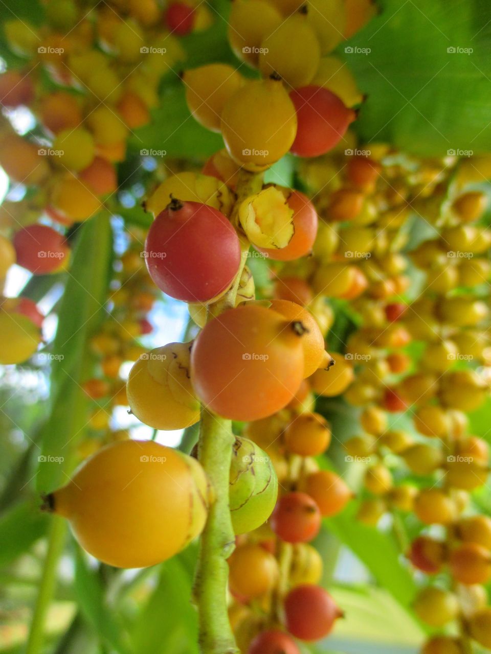 Fruit growing on plant