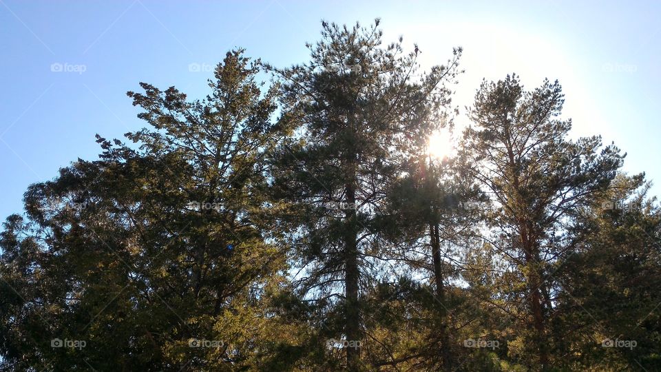 Sun shining through pine trees against the blue summer sky