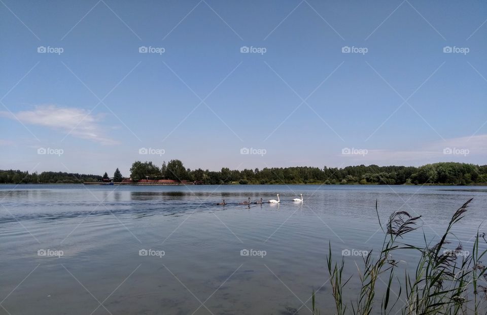 swans family on a lake summer landscape blue sky background