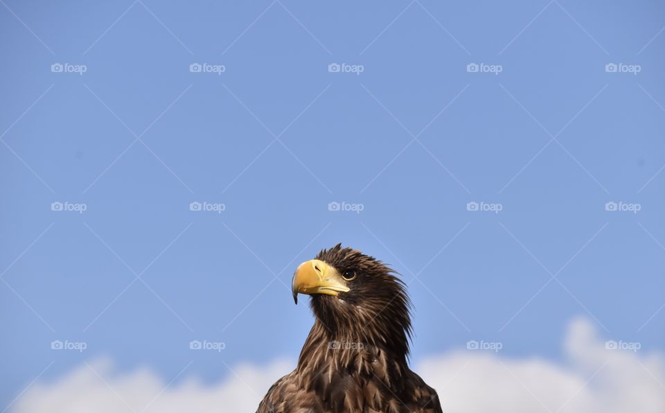Sea Eagle close up from low ankle view